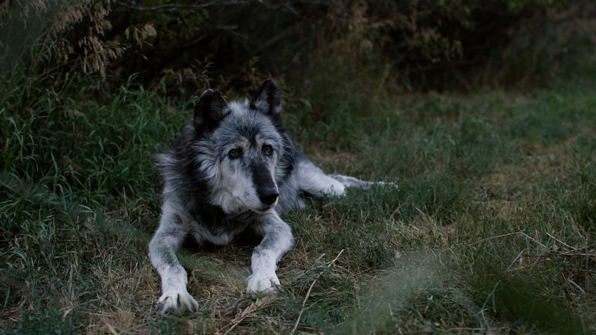 The Last Howl researcher